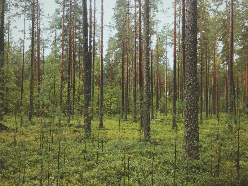 Sample Image 30